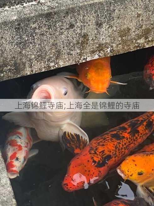 上海锦鲤寺庙;上海全是锦鲤的寺庙