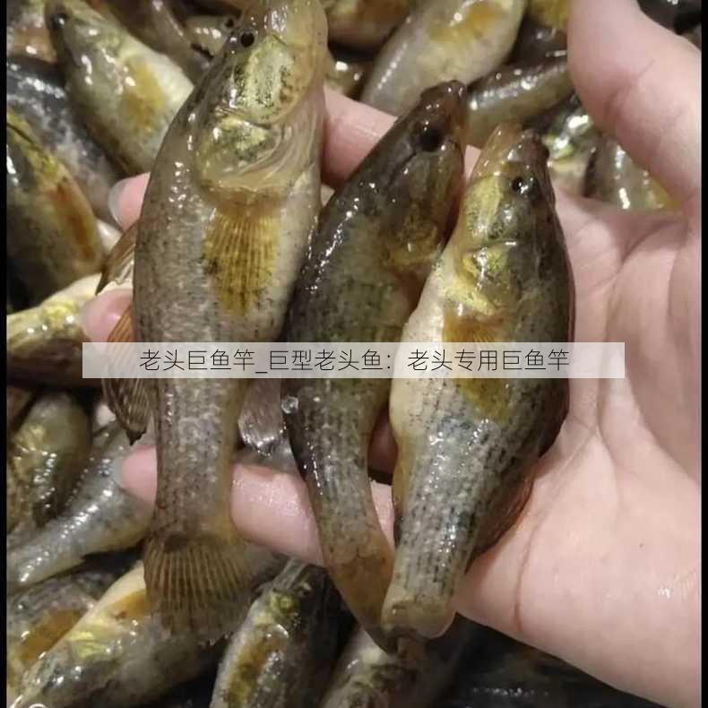 老头巨鱼竿_巨型老头鱼：老头专用巨鱼竿