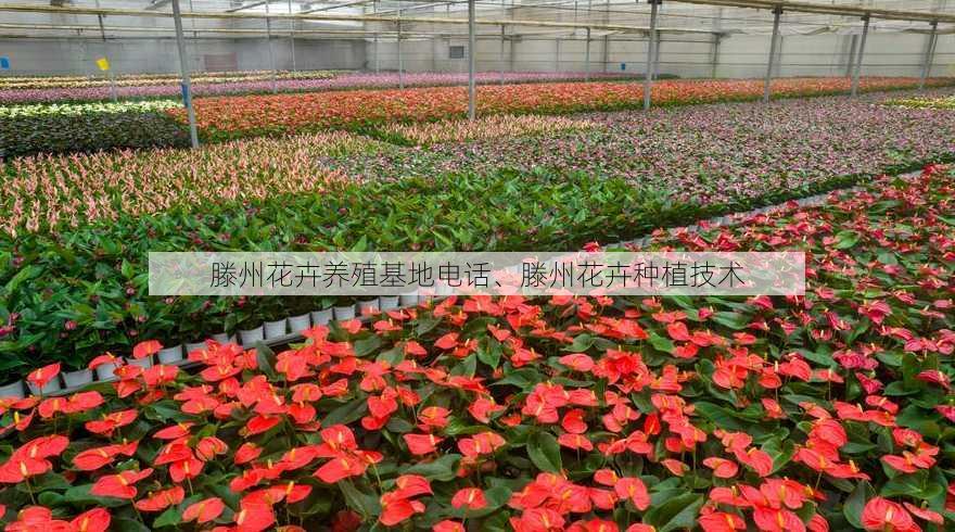 滕州花卉养殖基地电话、滕州花卉种植技术