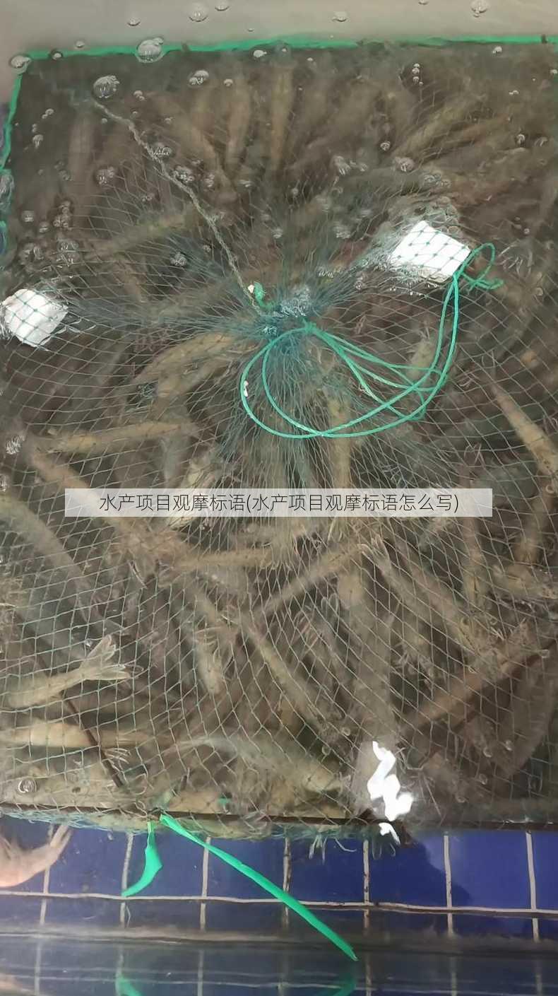 水产项目观摩标语(水产项目观摩标语怎么写)