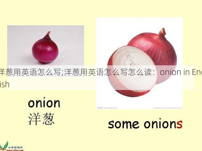 洋葱用英语怎么写;洋葱用英语怎么写怎么读：onion in English