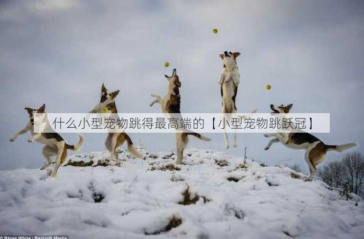 什么小型宠物跳得最高端的【小型宠物跳跃冠】