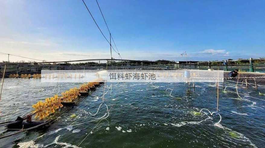 饵料虾海虾池