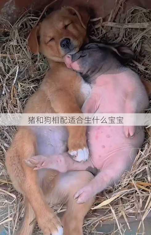 猪和狗相配适合生什么宝宝