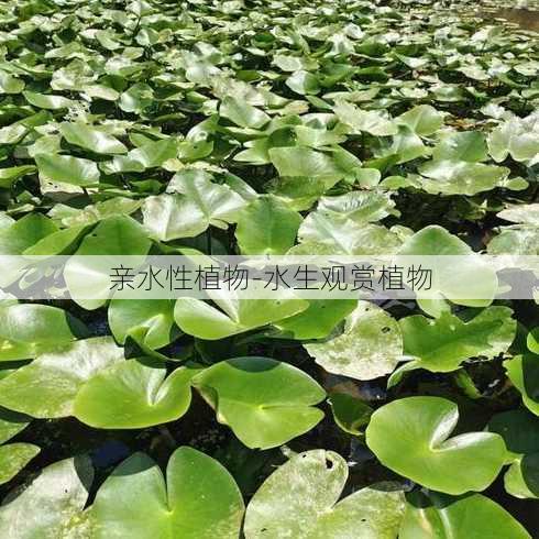 亲水性植物-水生观赏植物