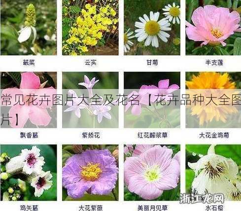 常见花卉图片大全及花名【花卉品种大全图片】