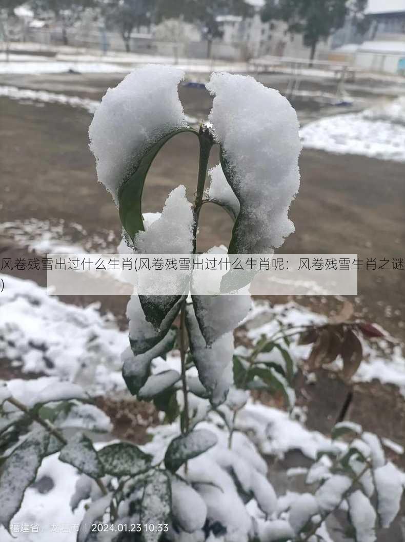 风卷残雪出过什么生肖(风卷残雪出过什么生肖呢：风卷残雪生肖之谜)