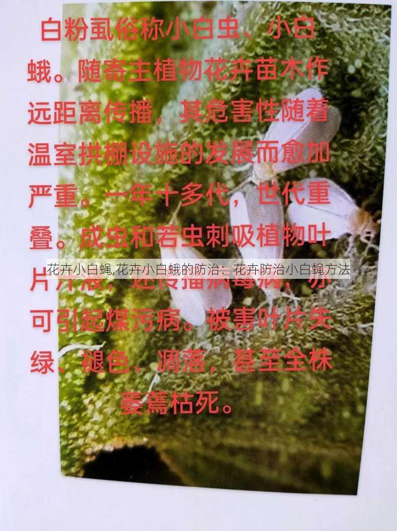 花卉小白蝇,花卉小白蛾的防治：花卉防治小白蝇方法