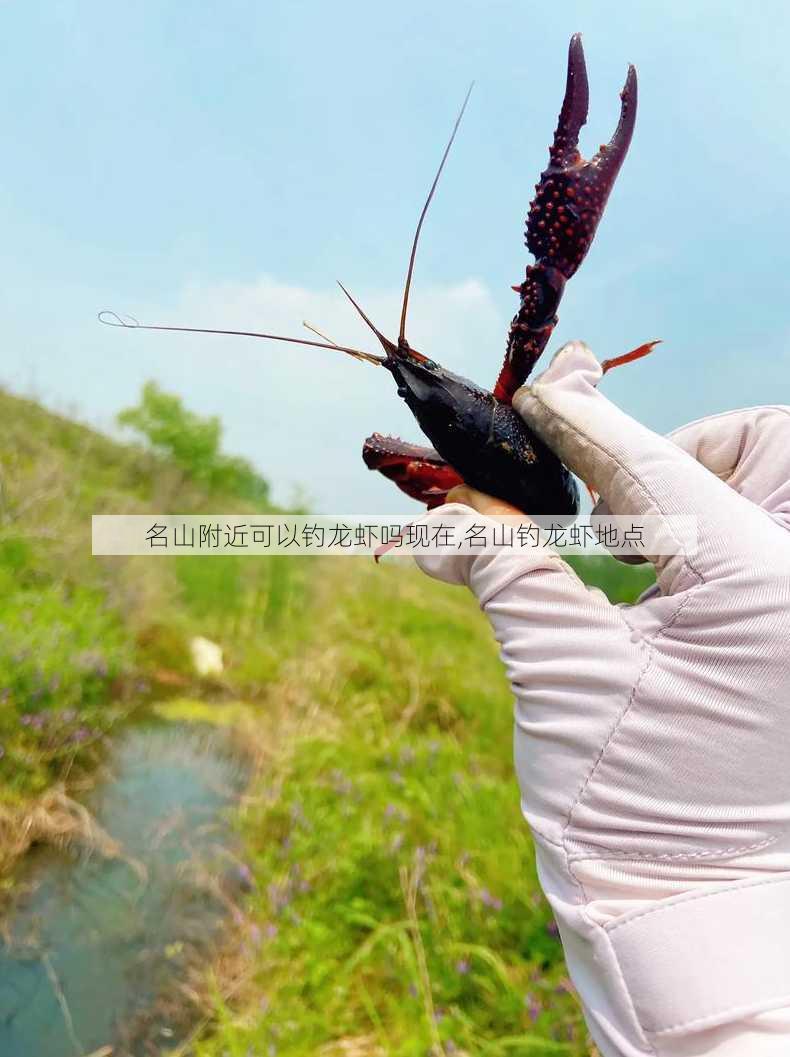 名山附近可以钓龙虾吗现在,名山钓龙虾地点