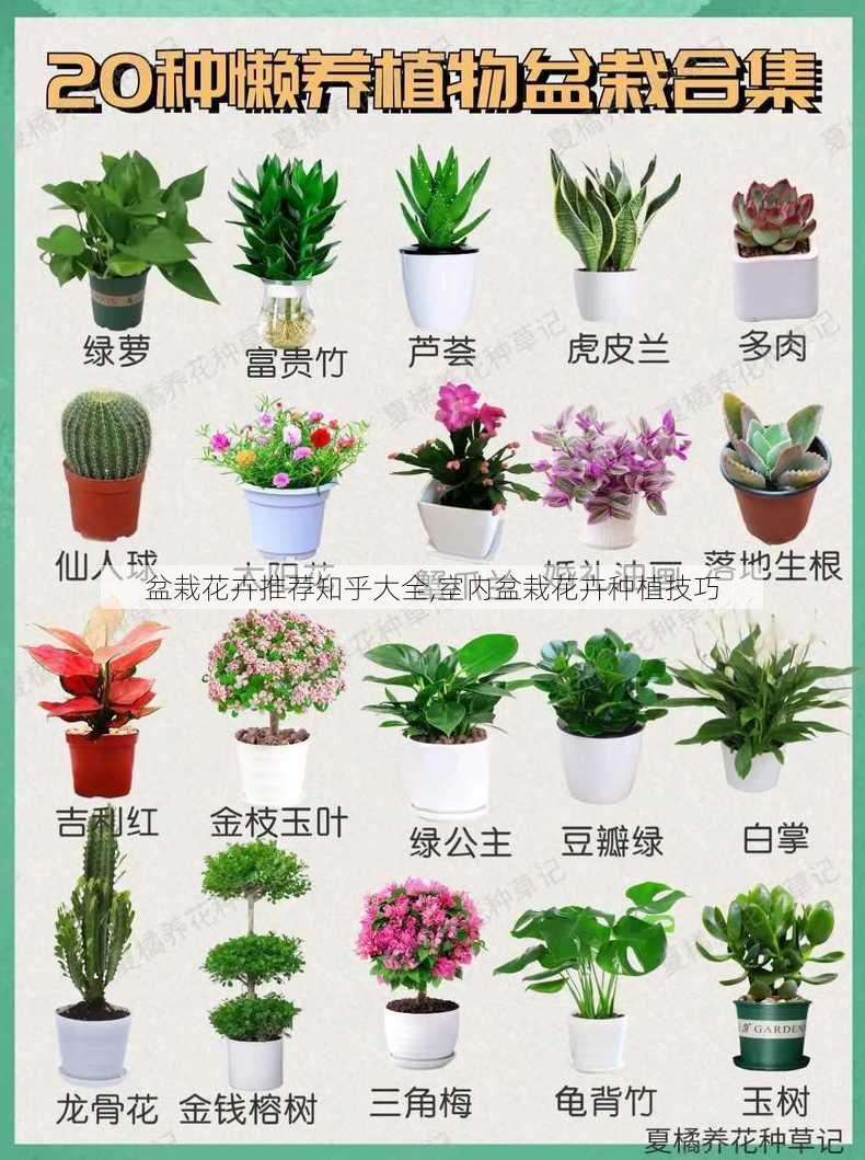 盆栽花卉推荐知乎大全,室内盆栽花卉种植技巧