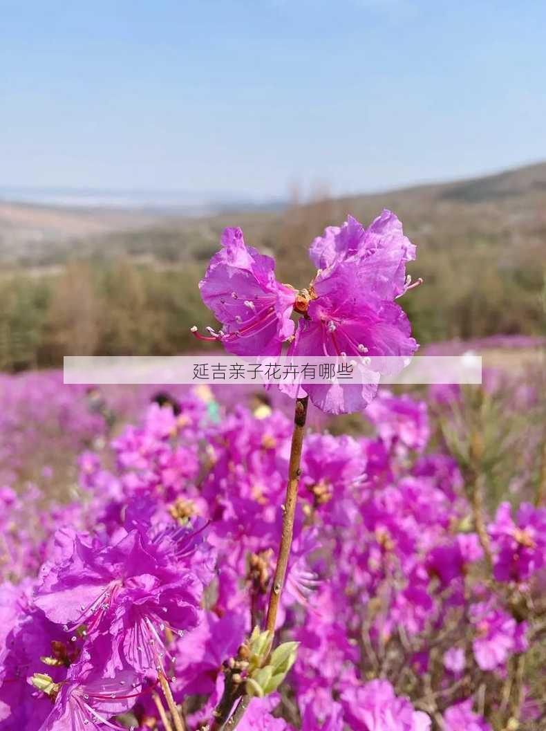 延吉亲子花卉有哪些